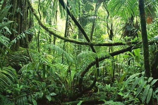 5 sự thật kỳ thú về rừng nhiệt đới Amazon