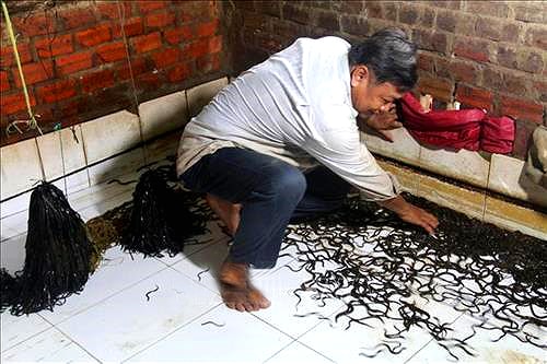 Thu 60 triệu đồng từ 70 cặp lươn bố mẹ