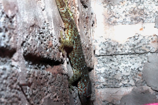 Cán bộ xã chia sẻ mô hình nuôi dế, tắc kè hoa cùng dân bản