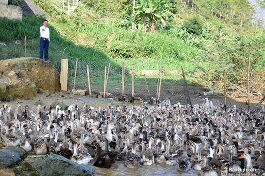 Hội Trang trại và Làng nghề Nghệ An phấn đấu lập mới 50 HTX kiểu mẫu trong 5 năm tới 