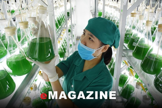 Có một trang trại nuôi trồng tảo xoắn Nhật Bản ở Nghệ An