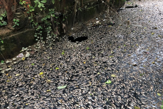 Thu dọn, tìm nguyên nhân cá chết ở thành phố Vinh