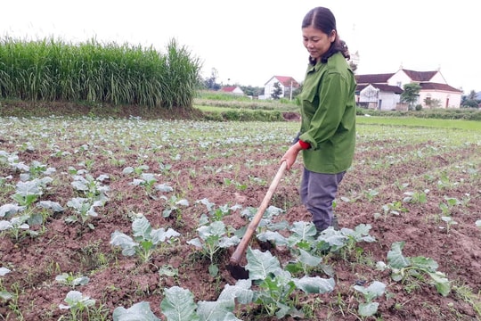 Người trồng rau ở miền núi gặp khó