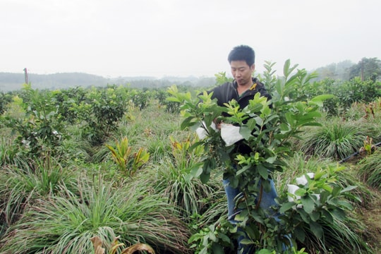 Nông dân Nghệ An chia sẻ bí quyết trồng ổi cho quả quanh năm 