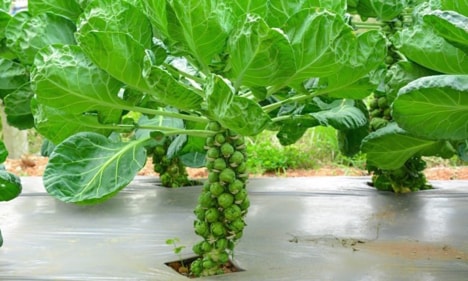 Rau củ "tí hon" đắt khách dịp Tết