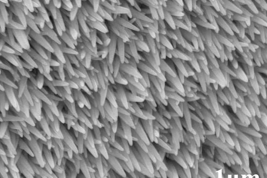 Các nhà khoa học chế tạo mắt nhân tạo như mắt côn trùng