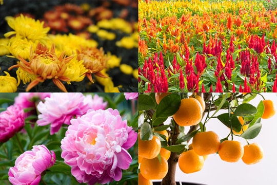 Tùy "gu" của bạn, có 20 loại cây - hoa trưng dịp Tết "hút" tài lộc vào nhà