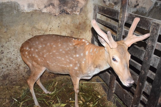 Nông dân Nghệ An đốt lửa suốt ngày đêm chăm sóc “con tiền tỷ“