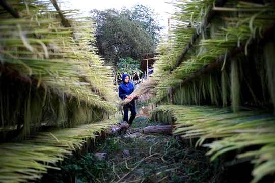 Mùa thu hái đót ở vùng biên giới Nghệ An