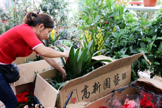 Hoa Trung Quốc tràn ngập thị trường thành Vinh 