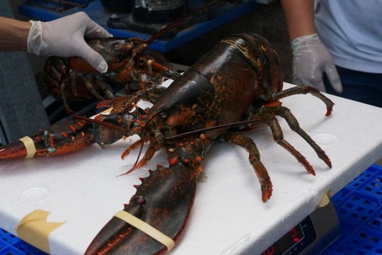 Nhờ CPTPP, người Việt sẽ được mua sữa ngoại, tôm hùm giá rẻ