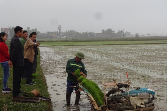 Nông dân Nghệ An áp dụng gieo mạ khay và cấy máy tiết kiệm chi phí
