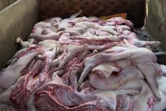 Lợn chết bốc mùi biến thành lợn giàng khô, lạp xưởng