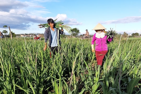 Lay ơn rớt giá thảm, nhà vườn chua chát vì lỗ... chổng vó