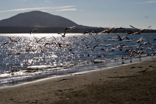 Lý do Nhật Bản thay đổi lập trường về các hòn đảo tranh chấp với Nga