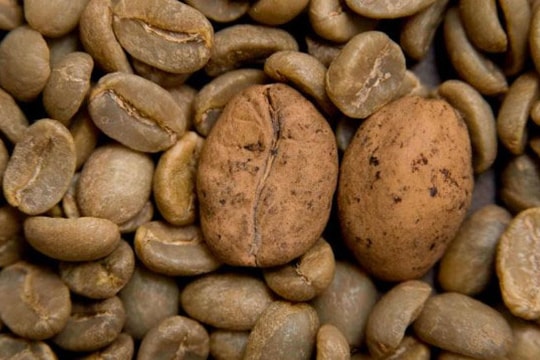 Cây cà phê đứng trước nguy cơ tuyệt chủng ngoài tự nhiên