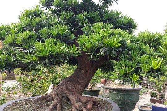 Bí kíp chọn mua cây bonsai chơi Tết mang tài lộc năm mới