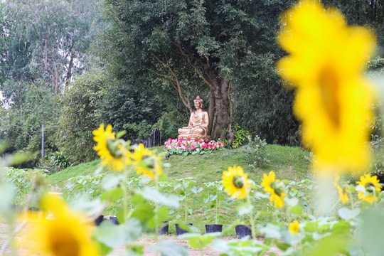 Vườn hoa ở chùa Đức Hậu rực rỡ đón Tết 