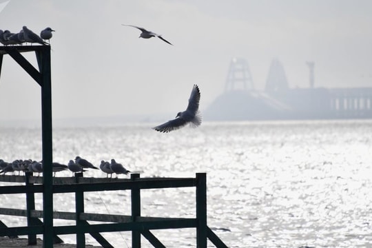 Vụ hỏa hoạn trên tàu ở eo biển Kerch khiến 11 người đã thiệt mạng