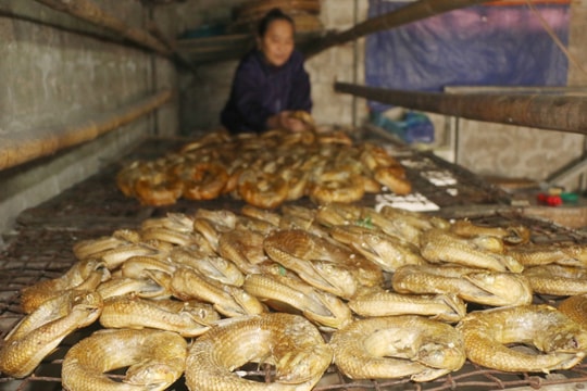 Ngư dân Nghệ An đỏ lửa xông “cá ông trời”