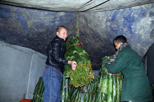 Lá dong vùng cao tăng giá trước Tết nguyên đán