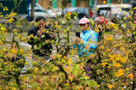 Đào “khủng”, mai vàng... đã tràn ngập thành Vinh 