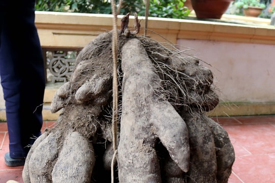 Nông dân Nghệ An đào được củ khoai nặng 77 kg