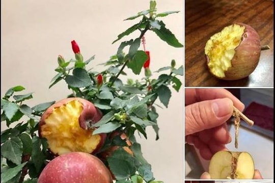 Éo le: Mua táo bonsai chưng Tết lại nở ra hoa dâm bụt