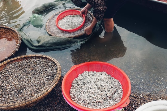 Độc đáo bánh chưng hến “vượt khó” của người Diễn Châu