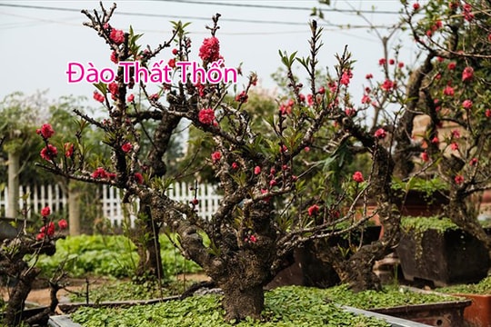 5 cách phân biệt đào ghép Trung Quốc “đội lốt” đào Thất Thốn Nhật Tân