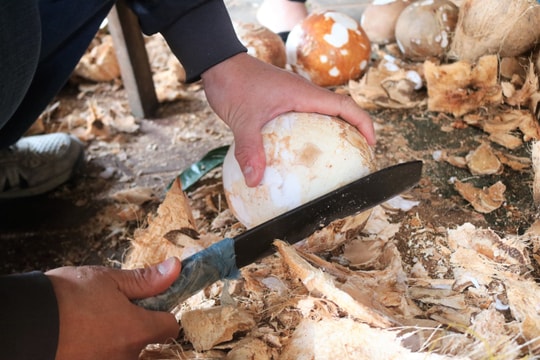 Tách vỏ dừa - nghề “hot” thu tiền triệu mỗi ngày dịp cận Tết