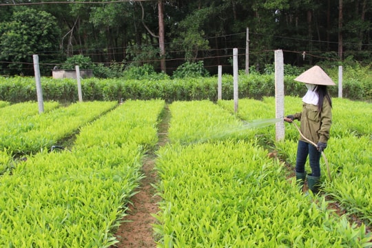 Nghệ An sẽ triển khai trồng mới 16.000 ha rừng nguyên liệu