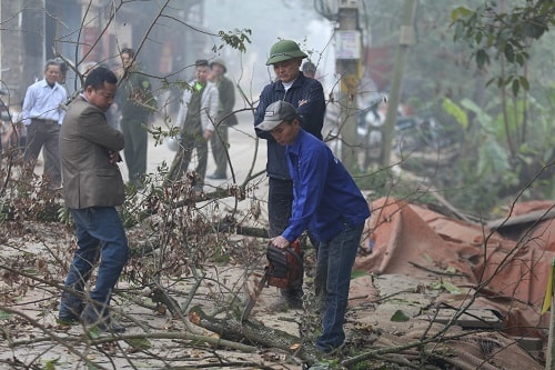 Dân làng giám sát chặt hai cây sưa trăm tỷ ở Hà Nội