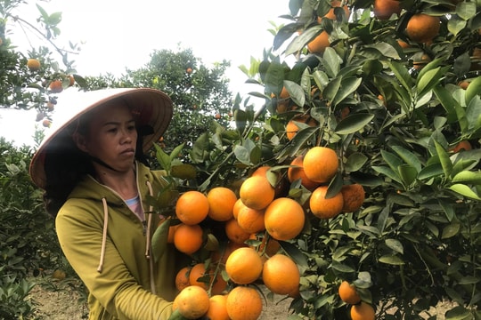 Cam Tết rớt giá, nông dân vùng cam trọng điểm Nghệ An buồn rầu