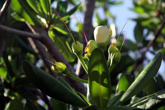 Ngắm “nữ hoàng sắc đẹp” - hoa Bàng vuông, biểu tượng sức sống mãnh liệt ở Trường Sa
