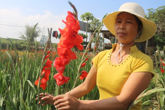 Hoa chưa bán đã tàn, nhiều nhà vườn quê Bác lo lắng thất thu