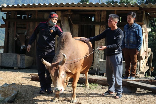 Người Mông ở Nghệ An rốt ráo chọn bò thi chọi ngày đầu năm