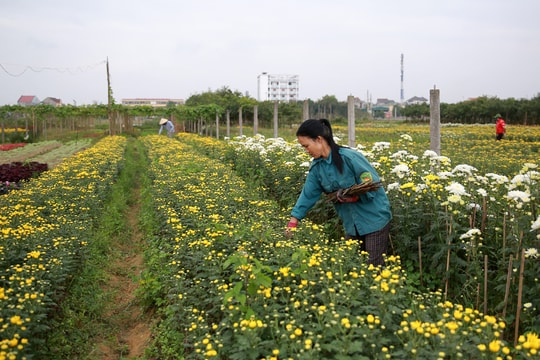 Bà con làng hoa thành phố Vinh vất vả “cứu” vốn
