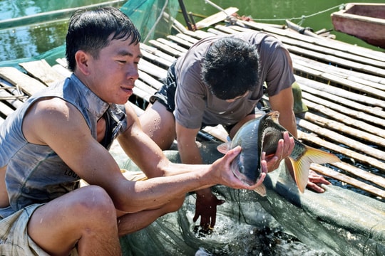 Thiếu giống cá đặc sản để chăn nuôi