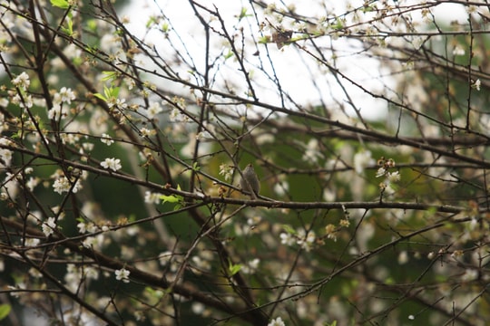 Vẻ giản dị nhưng kiêu sa của đào quê xứ Nghệ