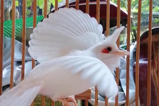 Đẹp mê hồn những chú chào mào bạch tạng “cực độc” giá hàng trăm triệu đồng