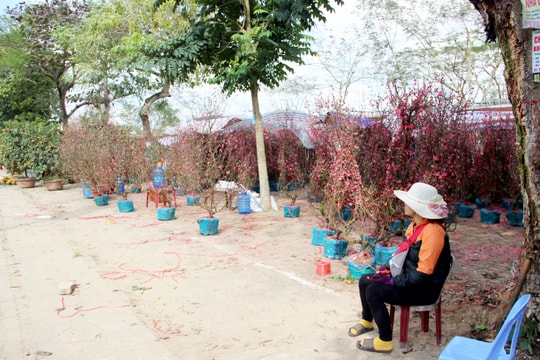 Đào bung nở và héo rũ giữa trời nắng, tiểu thương lo lắng