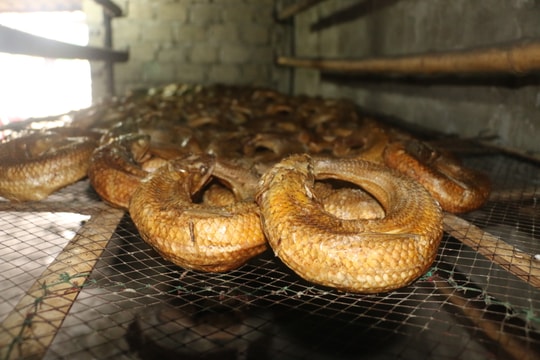 Thơm ngon đặc sản “cá ông trời” của Nghi Thủy