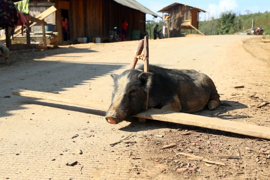 Lợn trong đời sống người Mông Nghệ An