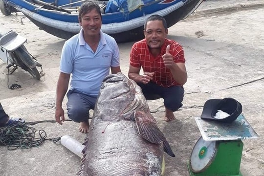 Con cá mú "có 1 không 2": Của hiếm trời ban