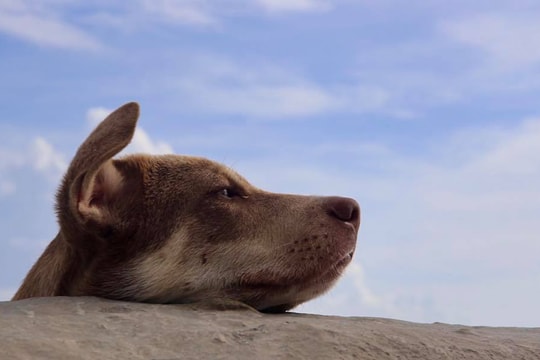 "Khám phá" thú vị về những chú chó ở huyện đảo Trường Sa