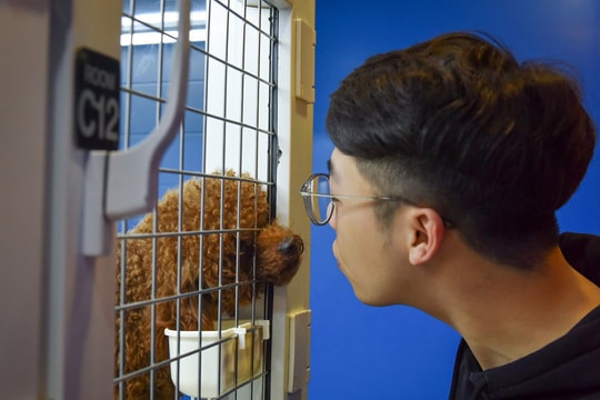 Chi 5 triệu gửi thú cưng đi nghỉ khách sạn ngày Tết