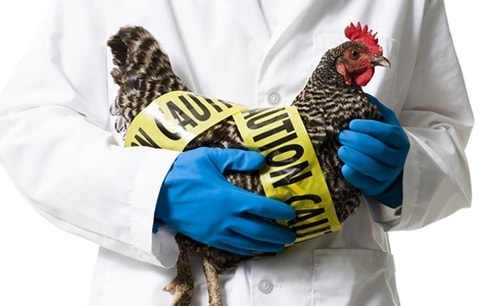 Tiếp nhận 2 ca viêm phổi nặng nghi nhiễm cúm gia cầm AH5N1