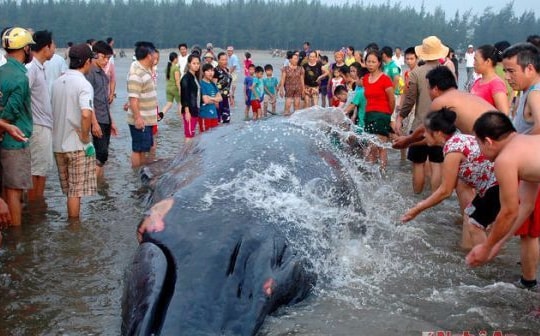 2 con cá voi dạt vào bờ biển Nghệ An