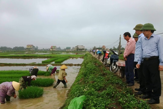 Lãnh đạo tỉnh xuống đồng kiểm tra sản xuất vụ Xuân